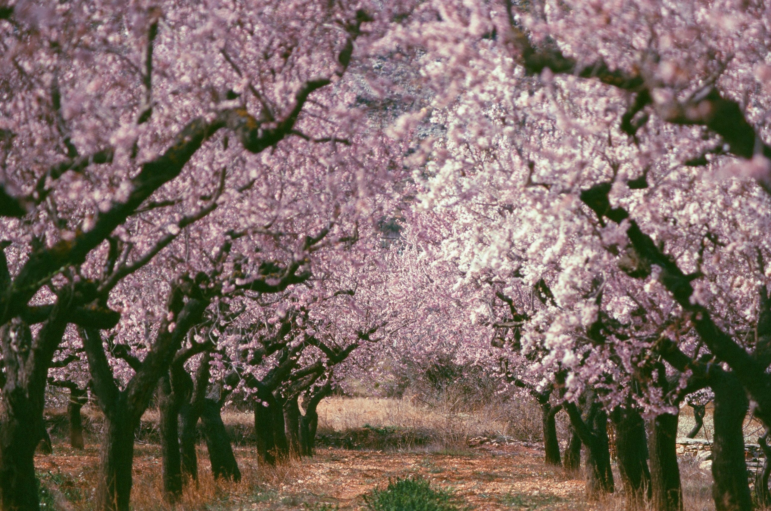 Paisaje de almendros en flor